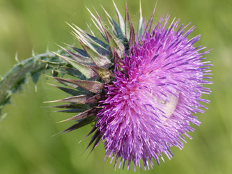 Carduus_nutans_DO-Hoerde_Emscherbruecke_070616_WHessel02.jpg