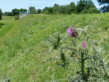 Carduus_nutans_Luenen_14.06.2017.jpg