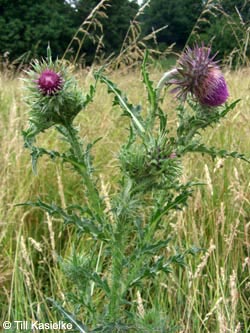 Carduus_nutans_Niederrhein140609_TK12.jpg