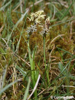 Carex_caryophyllea_Warstein_210412_CB17.jpg