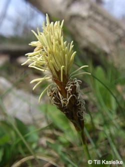 Carex_caryophyllea_Warstein_210412_TK04.jpg