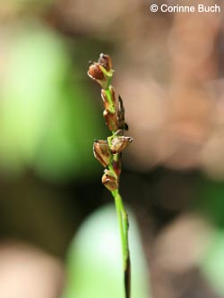 Carex_digitata_SWHaenge_Kyffhaeuser040610_ja01.jpg