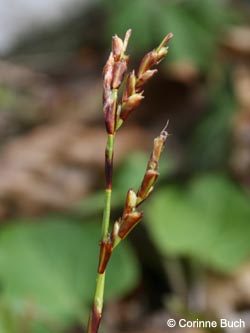 Carex_digitata_Warstein_210412_CB01.jpg