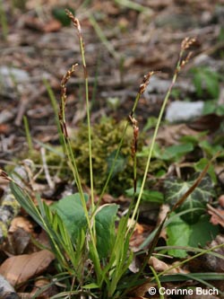 Carex_digitata_Warstein_210412_CB36.jpg