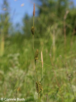 Carex_distans_ArtenerSolgraben_KYffhaeuser030610_CB01.jpg