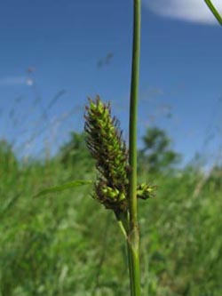 Carex_distans_Kyffhaeuser_ArtenerSolgraben030610_ja01.jpg