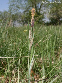 Carex_flacca_BrilonNSGGrosserScheffelberg260409_CB01.jpg