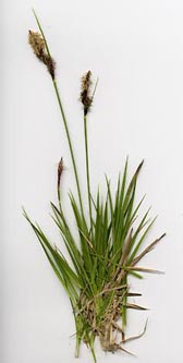 Carex_ovalis_ho01.jpg