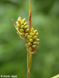 Carex_pallescens_ja01.jpg