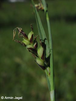 Carex_panicea_SWD_Kaiserstuhl220509_ja01.jpg