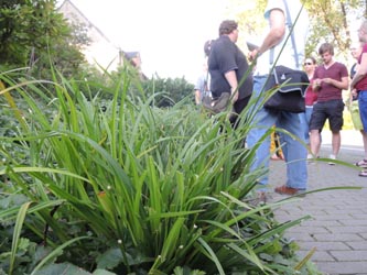 Carex_sylvatica_Bochum_Hoentrop_230714_TK02.jpg