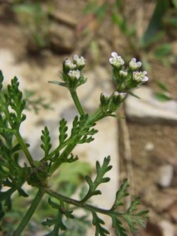 Caucalis_platycarpos_Geseke070608_ja10.jpg