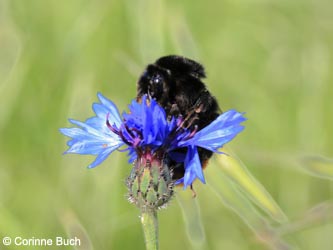 Centaurea_cyanus_Schmuecke_Kyffhaeuser060610_CB01.jpg