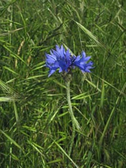 Centaurea_cyanus_Schmuecke_Kyffhaeuser060610_ja06.jpg