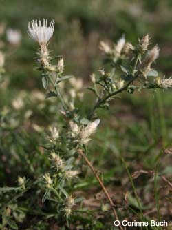 Centaurea_diffusa_Elbe2008_3_CB07.jpg