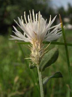 Centaurea_diffusa_MagdeburgHafen_ElbeEx2008_ja02.jpg