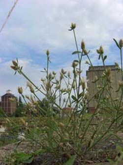 Centaurea_diffusa_MagdeburgHafen_ElbeEx2008_ja03.jpg