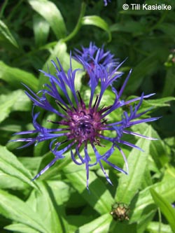 Centaurea_montana_Dreimuehlener_Wasserfall_100612_TK82.jpg