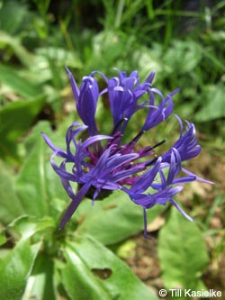 Centaurea_montana_SWD2009_233_TK01.jpg