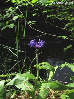 Centaurea_montana_SWD2009_ja233.jpg