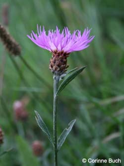 Centaurea_pannonica_Elbe2008_5_CB08.jpg
