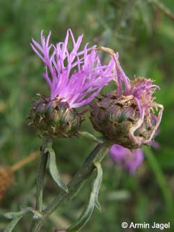 Centaurea_stoebe_Elbe2008_5_ja14.jpg