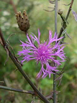 Centaurea_stoebe_decipiens_Ohre_ElbeEx2008_ja01.jpg