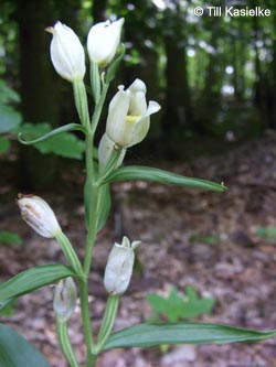 Cephalanthera_damasonium_Dreimuehlener_Wasserfall_100612_TK61.jpg