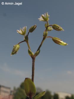 Cerastium_glutinosum_HERCRange050513_ja12.jpg