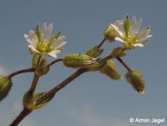 Cerastium_glutinosum_HERCRange050513_ja13.jpg