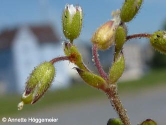 Cerastium_glutinosum_HERCrange050513_ho01.jpg