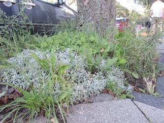 Cerastium_tomentosum_Bochum_Hoentrop_230714_TK01.jpg