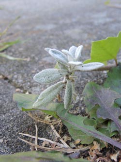 Cerastium_tomentosum_Bochum_Hoentrop_230714_TK05.jpg