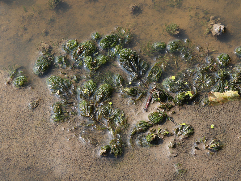 Ceratophyllum_demersum_Lippborg_Lippeaue_250819_CB01.jpg