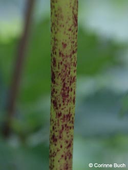 Chaerophyllum_aureum_Eifel2012_DreimuehlenerWasserfall100612_ja07.jpg