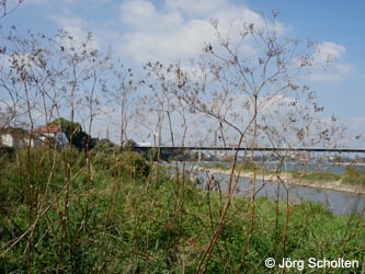 Chaerophyllum_bulbosum_DURheinhausen_130914_JScholten01.jpg