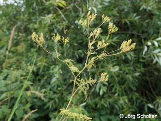 Chaerophyllum_bulbosum_KMerkenichRhein_Scholten01.jpg