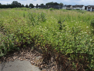 Chaerophyllum_byzantinum_ApiaceaeWorkshop2_300716_ja01.jpg