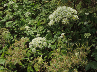 Chaerophyllum_byzantinum_ApiaceaeWorkshop2_300716_ja07.jpg