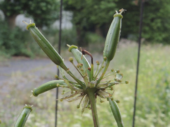 Chaerophyllum_byzantinum_ApiaceaeWorkshop2_300716_ja11.jpg