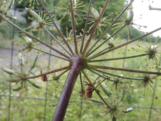 Chaerophyllum_byzantinum_ApiaceaeWorkshop2_300716_ja12.jpg