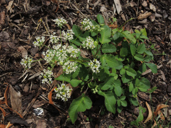 Chaerophyllum_byzantinum_ApiaceaeWorkshop2_300716_ja20.jpg