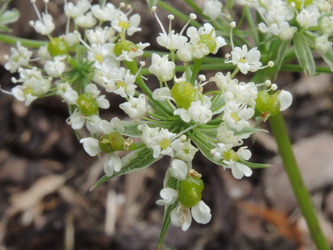 Chaerophyllum_byzantinum_ApiaceaeWorkshop2_300716_ja25.jpg