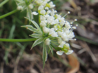 Chaerophyllum_byzantinum_ApiaceaeWorkshop2_300716_ja26.jpg