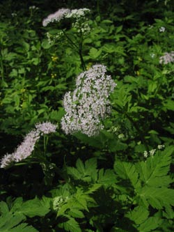 Chaerophyllum_hirsutum_SWD_Wutachschlucht240509_ja01.jpg