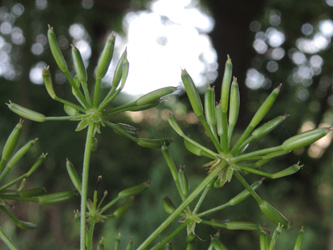 Chaerophyllum_temulum_ApiaceaeWorkshop2_300716_ja07.jpg