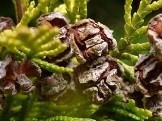 Chamaecyparis_lawsoniana_BOWeitmarFranziskusfriedhof_060316_ho10.jpg