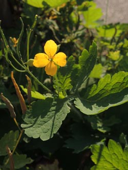 Chelidonium_majus_Bochum_Hoentrop_230714_TK01.jpg