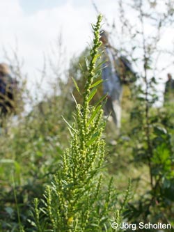 Chenopodium_ambrosioides_DURheinhausen_130914_JScholten01.jpg