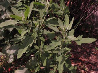 Chenopodium_ficifolium_BOInnenstadt170710_ja04.jpg